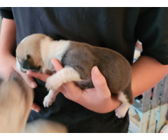 3 olde english bulldogge puppies available