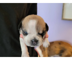 3 olde english bulldogge puppies available