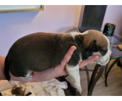 3 olde english bulldogge puppies available