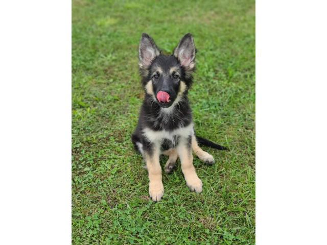2 German Shepherd available