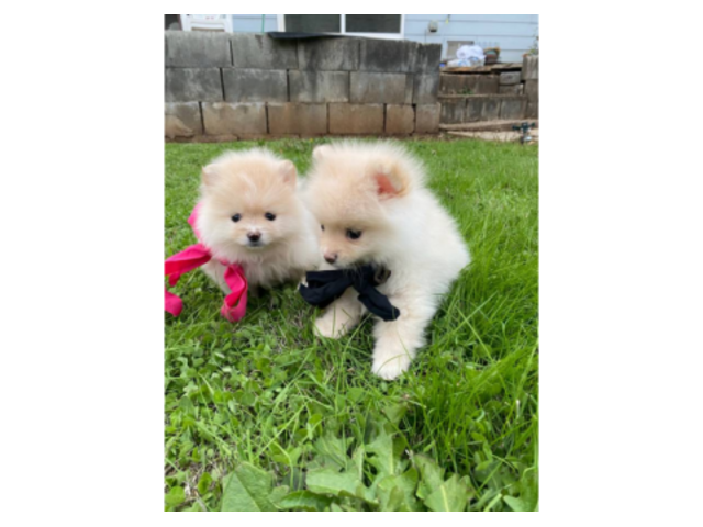 Beautiful purebred white with tan pomeranian puppies
