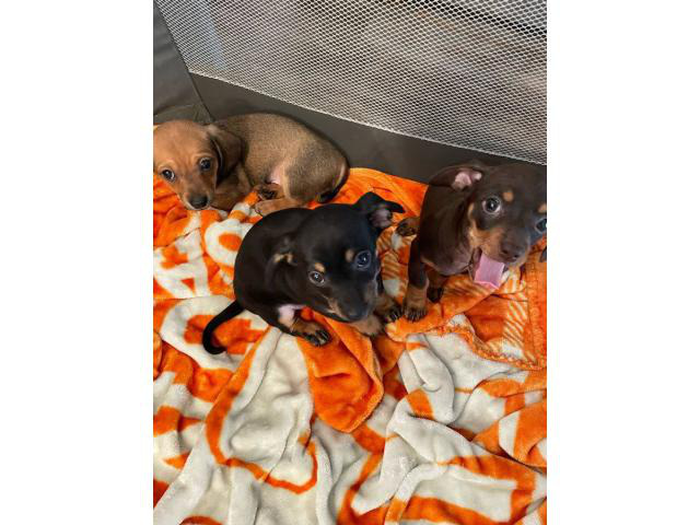 Selling 3 Chiweenie puppies