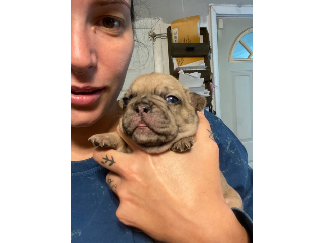 3 French Bulldog babies looking for new homes