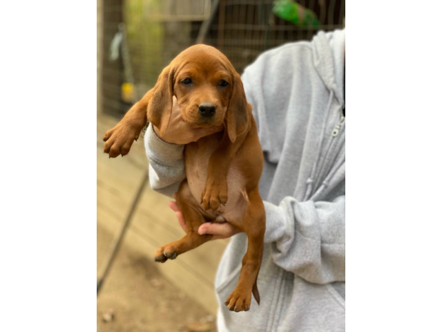Redbone Coonhound Puppies for Sale