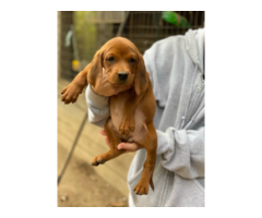 Redbone Coonhound Puppies for Sale