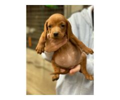 Redbone Coonhound Puppies for Sale