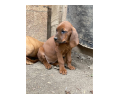 Redbone Coonhound Puppies for Sale
