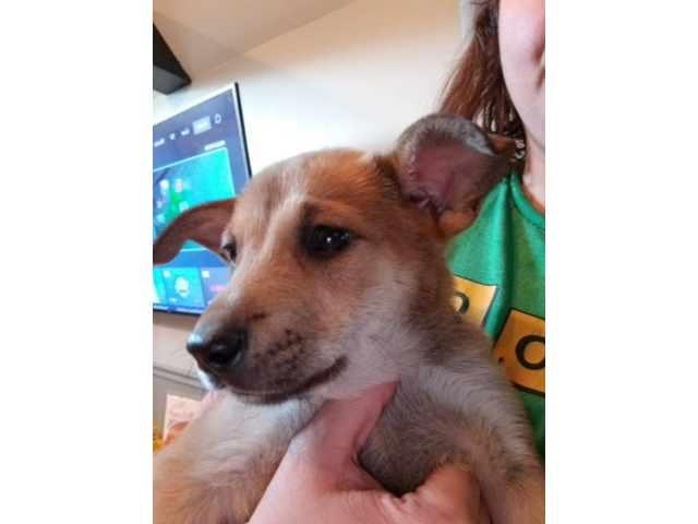 Dutch Shepherd puppies