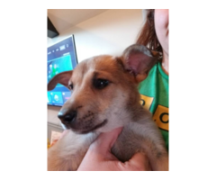 Dutch Shepherd puppies