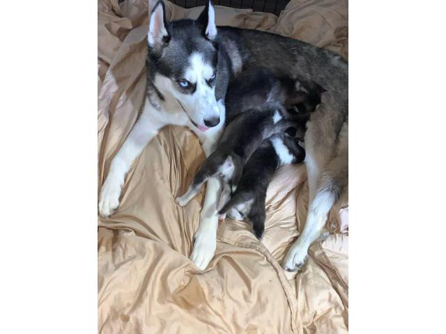 Gorgeous darling Husky puppies