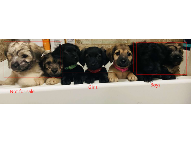 5 Schnoxie Puppies for sale.