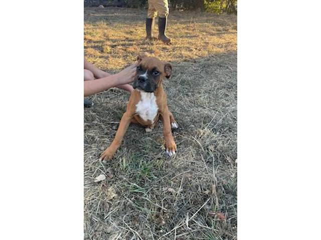 Beautiful purebred boxer puppies for sale