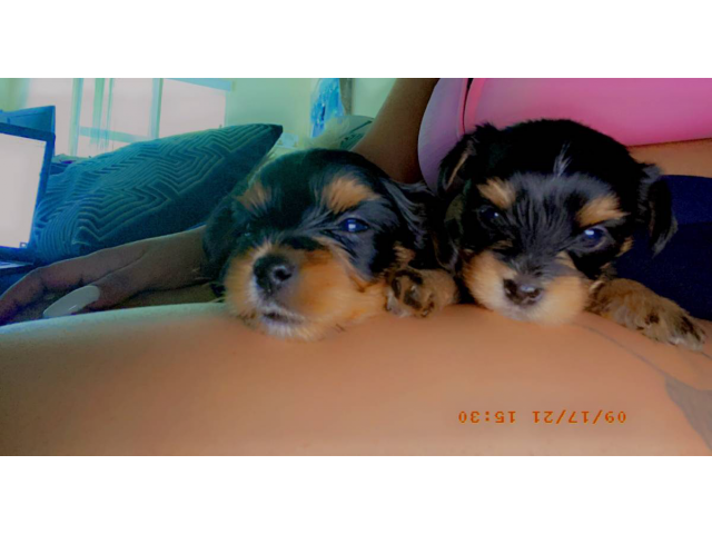Fullblooded Yorkie puppies for sale
