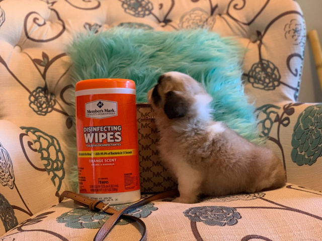 8 weeks old Pekingese puppy for sale