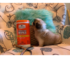 8 weeks old Pekingese puppy for sale