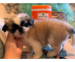 8 weeks old Pekingese puppy for sale