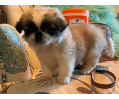 8 weeks old Pekingese puppy for sale
