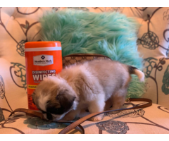 8 weeks old Pekingese puppy for sale