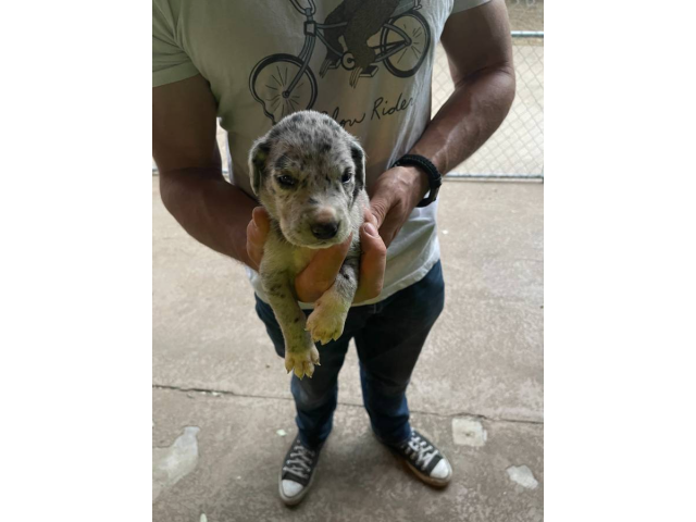 Healthy Great Dane Puppies