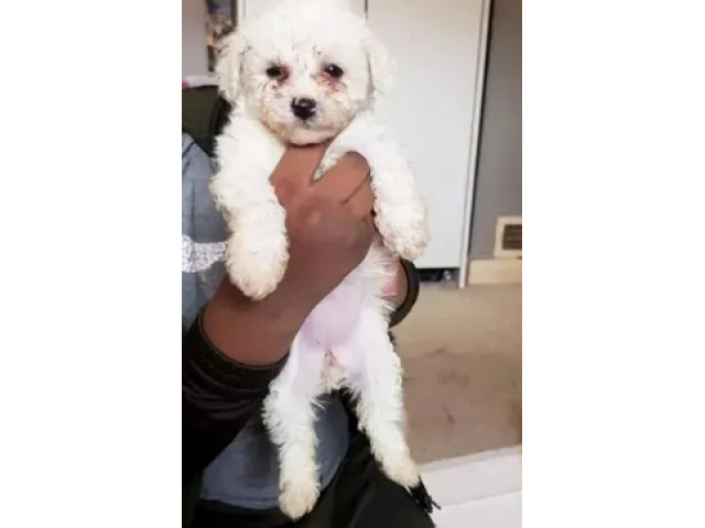 Gorgeous Bichon Frise puppies