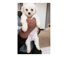 Gorgeous Bichon Frise puppies