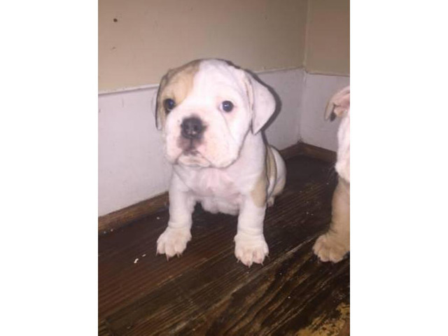 Approx 10 weeks old Champion blood lines healthy AKC puppies