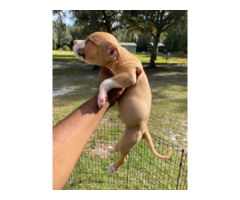 6 Pitbull puppies left