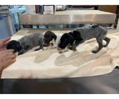 German Shorthaired Pointers