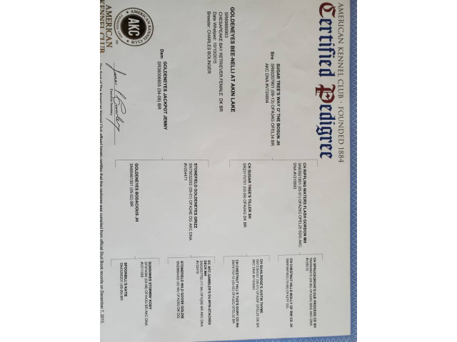 Chesapeake bay puppies available