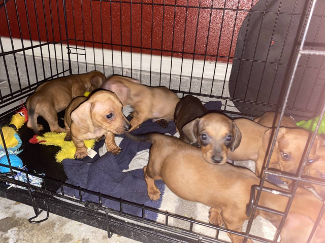 6 weeks old weenie dog for sale