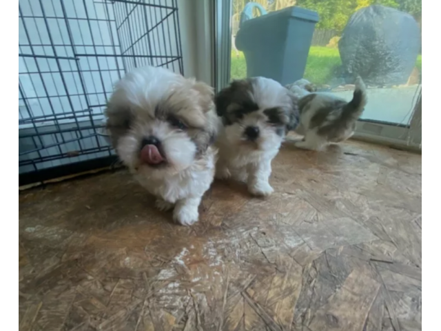 AKC registered Shih Tzu Puppies for sale