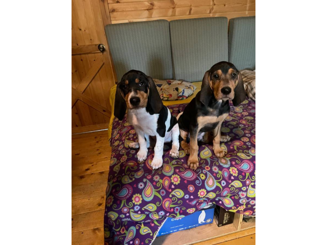 Two Coonhound puppies needing a new home