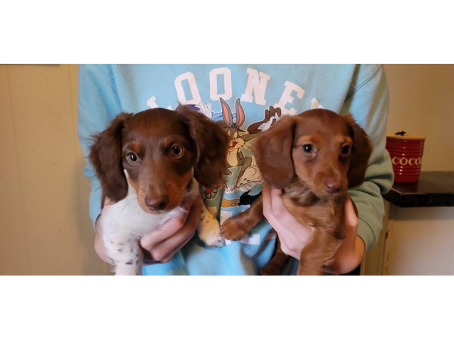 2 Dachshund puppies