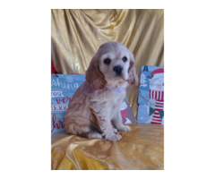 AKC limited buff Cocker Spaniel puppies for sale