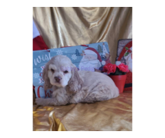 AKC limited buff Cocker Spaniel puppies for sale