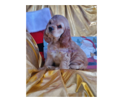 AKC limited buff Cocker Spaniel puppies for sale