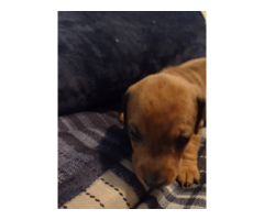Mini dachshund puppies
