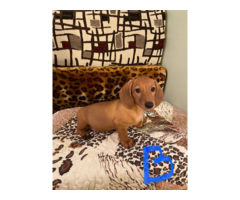 Purebred Mini Dachshund puppies