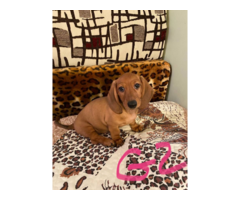 Purebred Mini Dachshund puppies