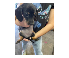 Black and tan dachshund puppies