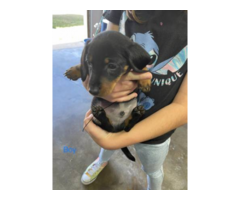 Black and tan dachshund puppies