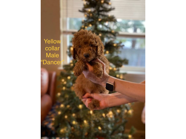 3 AKC red poodle puppies for sale