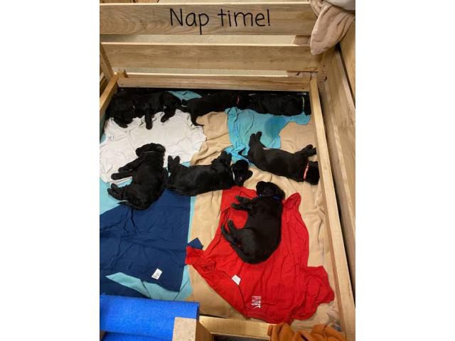 5 Labradoodle Christmas Puppies