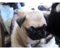 8 purebred pug puppies available