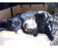 8 purebred pug puppies available