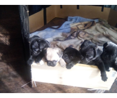 8 purebred pug puppies available