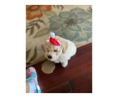 3 mini Cockapoo puppies for sale