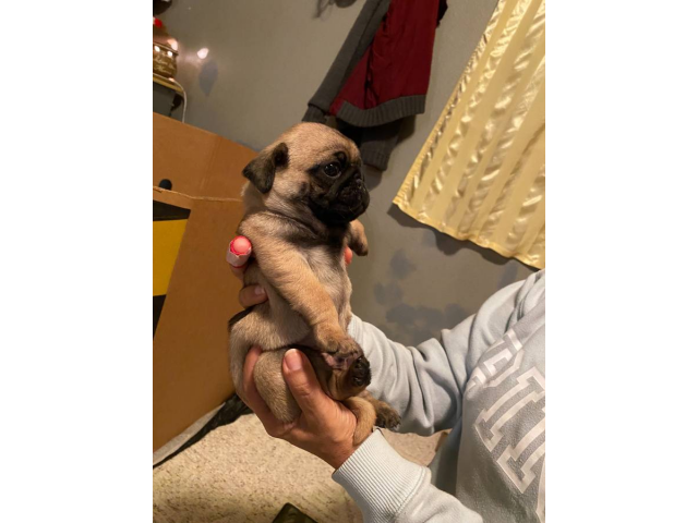 2 male pug puppies available
