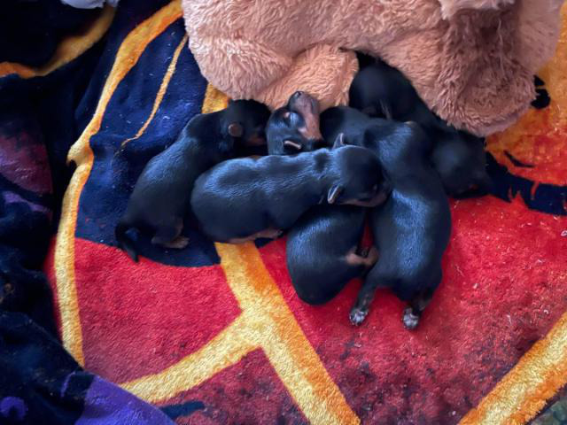 5 Yorkshire terrier puppies for sale