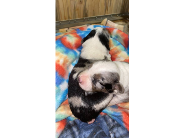 Gorgeous Mini Aussie puppies for sale
